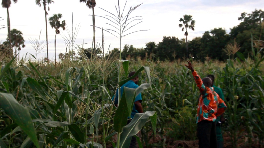 Agric extension agent makes impact by supporting farmers with improved