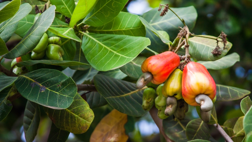 cashew nut tree