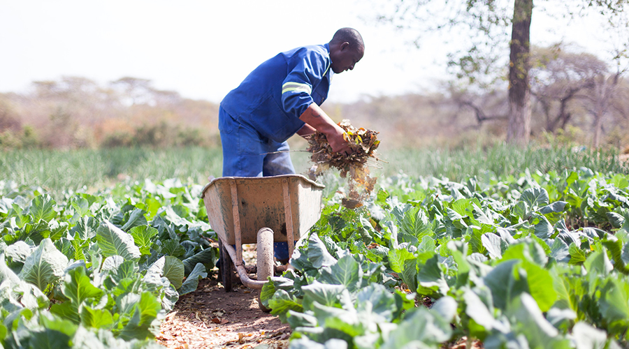 planting-for-food-and-jobs-enabled-ghana-to-export-17-crops-bawumia