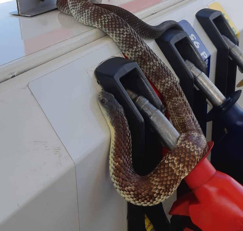 deadly-snake-found-wrapped-around-gas-pump-in-australia-myjoyonline