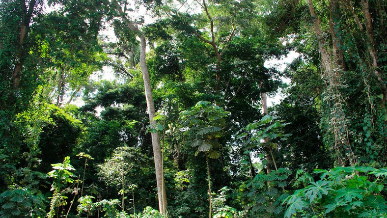 Ghana pushes ahead with efforts to reduce emissions from deforestation ...