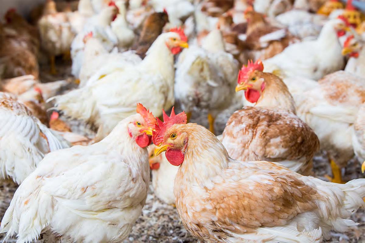 USA Poultry and Egg Export Council assures Ghanaians of quality ...