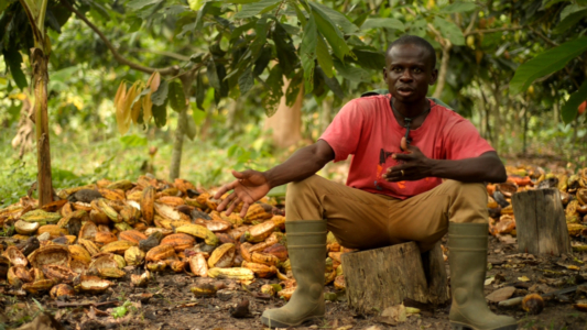 Cocoa Pod Husk: The New Super Feed? - MyJoyOnline.com