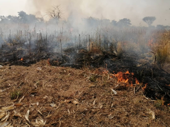 About 300 acres of crop farm burnt in Northern Region - MyJoyOnline.com