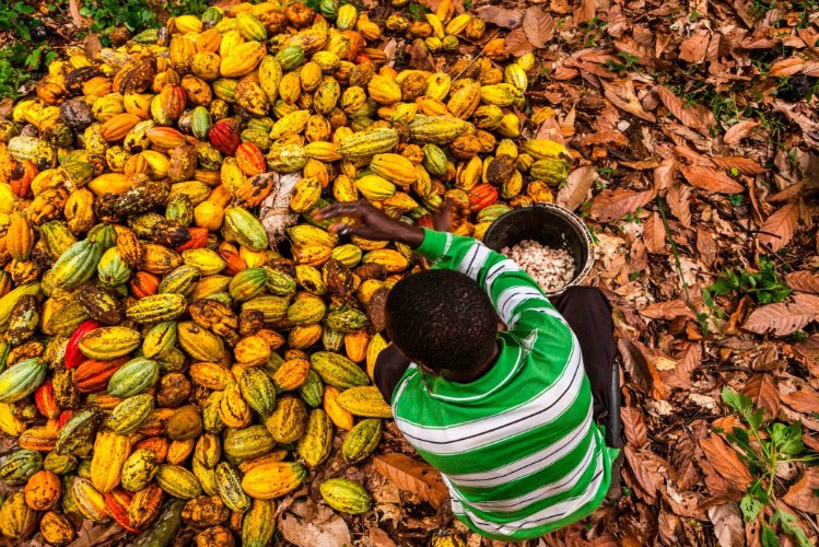 cocoa-farmers-lament-over-non-payment-of-produce-myjoyonline