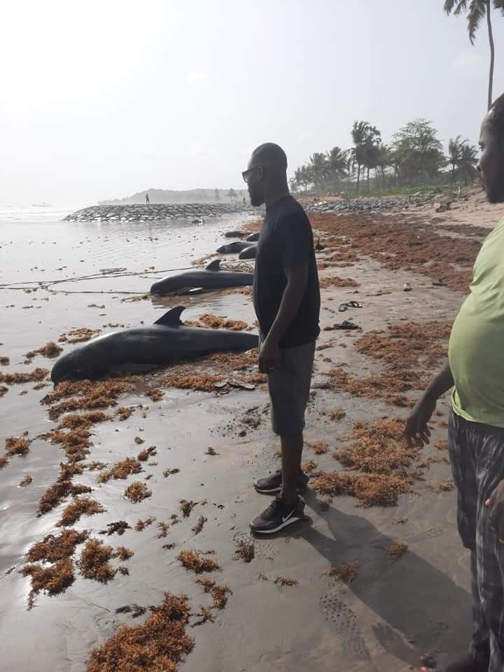 Dead humpback dolphin found on Vainguinim beach in Panaji