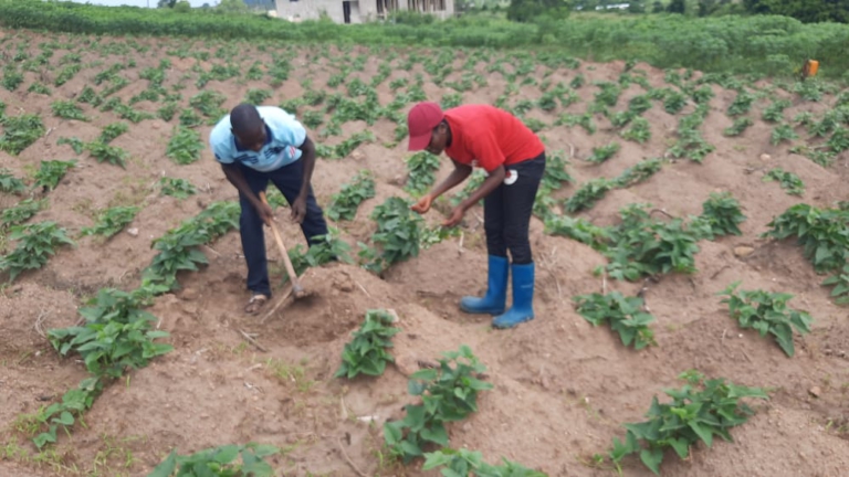 Finding A Lucrative Spot In Sweet Potato Farming - Farmer Highlights ...