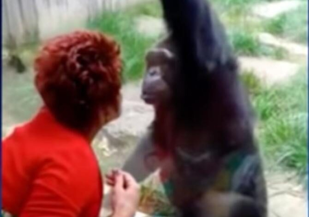 Woman banned from zoo for ‘dating’ chimpanzee for 4 years - MyJoyOnline