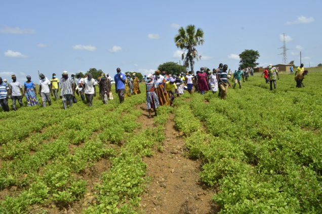 CSIR-SARI introduces new varieties of 'Frafra' potato to farmers in ...