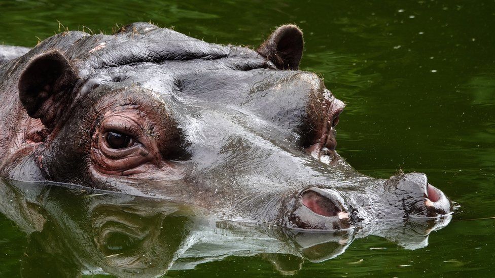 Belgian zoo hippos test positive for Covid-19 - MyJoyOnline