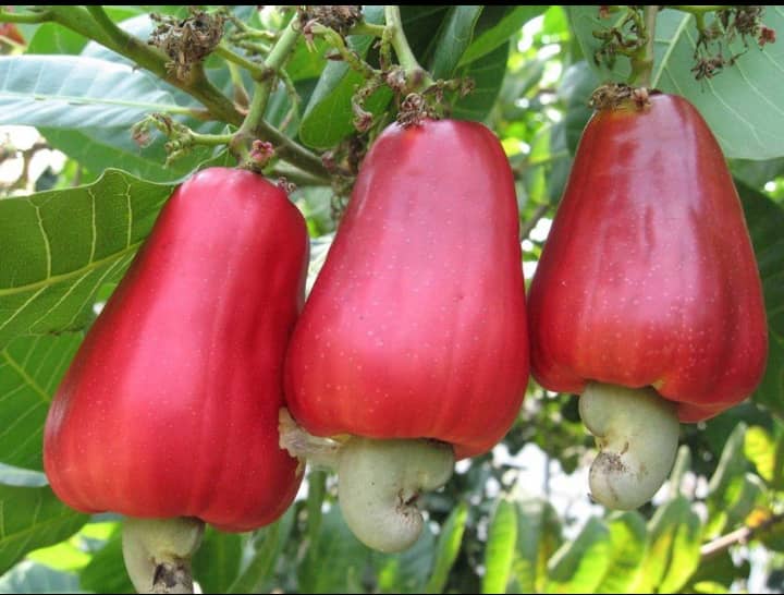 setting-minimum-cashew-prices-in-ghana-getting-it-right-myjoyonline