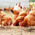 Ghana Veterinary Medical Association cautions farmers over bird flu outbreak