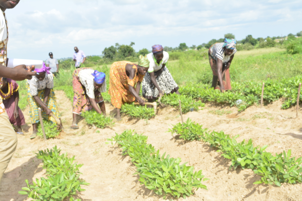 2023 Budget: Farmers to benefit from Ghana Agricultural Insurance ...