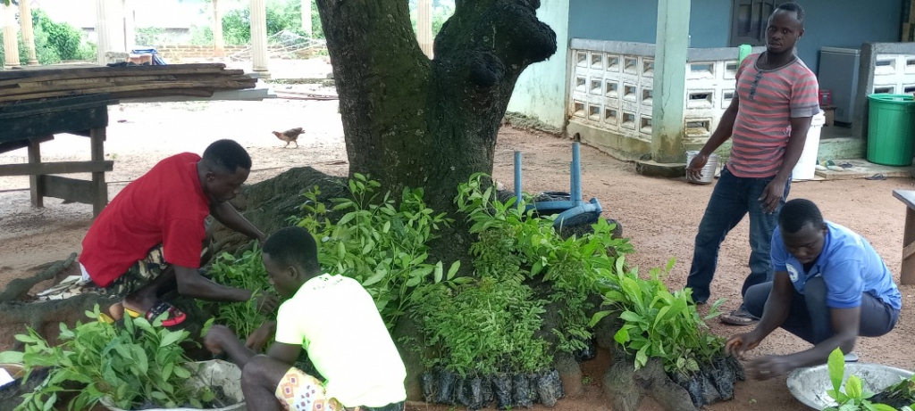 Lean Project gives 200k indigenous tree seedlings to communities in high forest zone areas