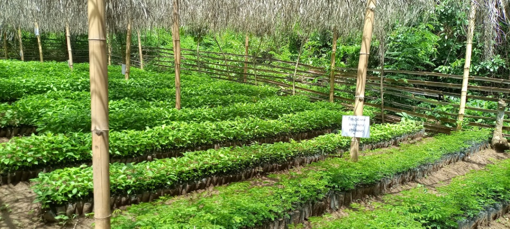 Lean Project gives 200k indigenous tree seedlings to communities in high forest zone areas