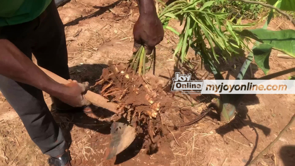 Gyankobaa ginger farmers count losses as factory for perseveration sits defunct in bush