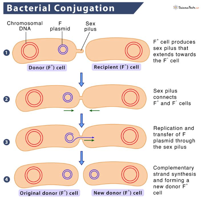 Conjugate vaccine in lessening typhoid burden in Ghana