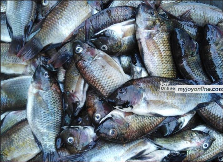 Small-scale fisher folk in Ketu South cashing in on dykes by Seven Seas ...