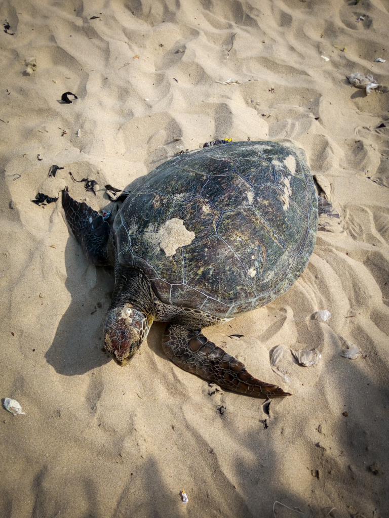 Environmental Justice Foundation calls for the protection of sea turtles for a more sustainable ocean in Ghana