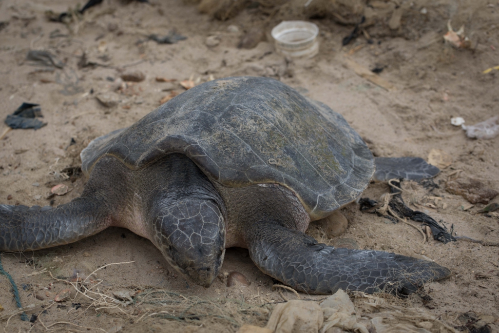 Environmental Justice Foundation calls for the protection of sea turtles for a more sustainable ocean in Ghana