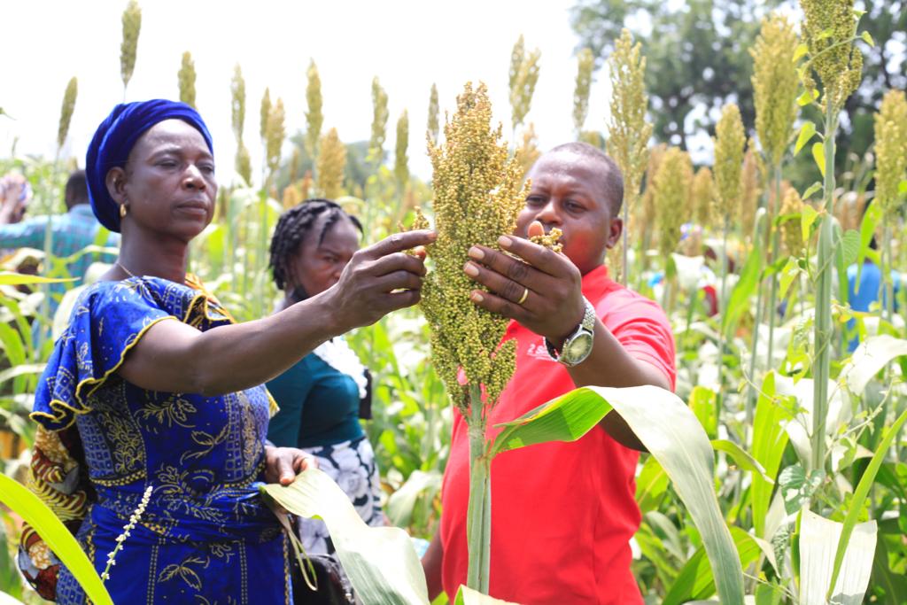 CSIR-SARI produces about 4MT of foundation seeds for multiplication