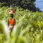 World leaders unite for climate-resilient agriculture and food systems