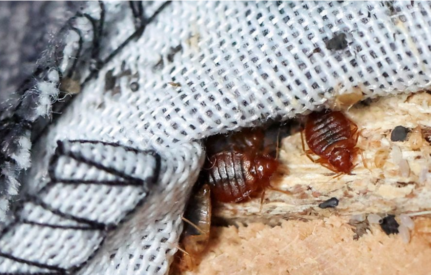 Bedbug Panic Sweeps Paris As Infestations Soar Before 2024 Olympics   Bedbugs 