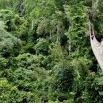 The Kakum Park, part of the famed Kakum Forest. Photo credit: Africaeyereport