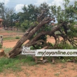 Historic Okomfo Anokye cola tree grows anew, suspect meets bail condition