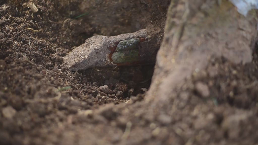 Restoring the spirit of Okomfo Anokye: 300-year-old slayed Cola tree gets new hope