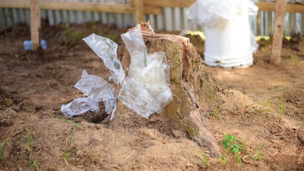 Restoring the spirit of Okomfo Anokye: 300-year-old slayed Cola tree gets new hope