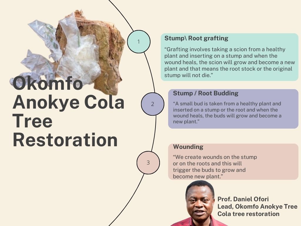 Restoring the spirit of Okomfo Anokye: 300-year-old slayed Cola tree gets new hope