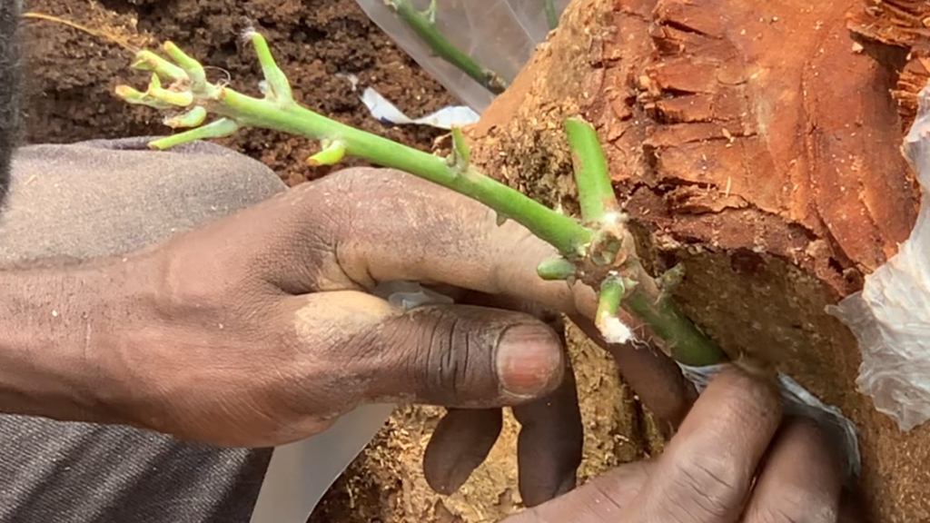 Restoring the spirit of Okomfo Anokye: 300-year-old slayed Cola tree gets new hope