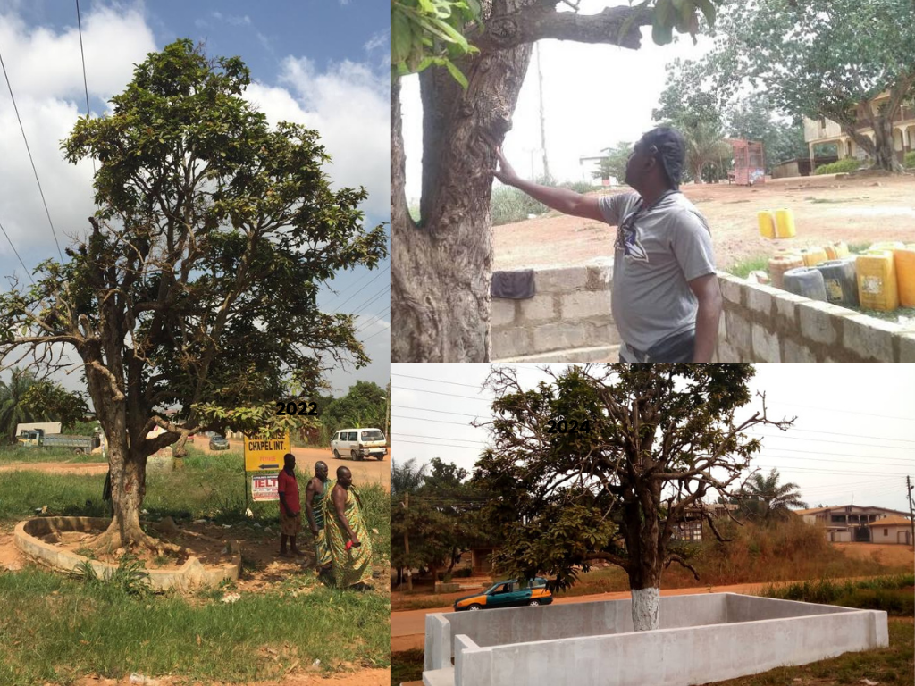 Restoring the spirit of Okomfo Anokye: 300-year-old slayed Cola tree gets new hope