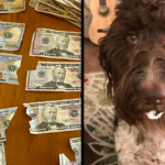 Dog chews up to $4,000 of owners cash