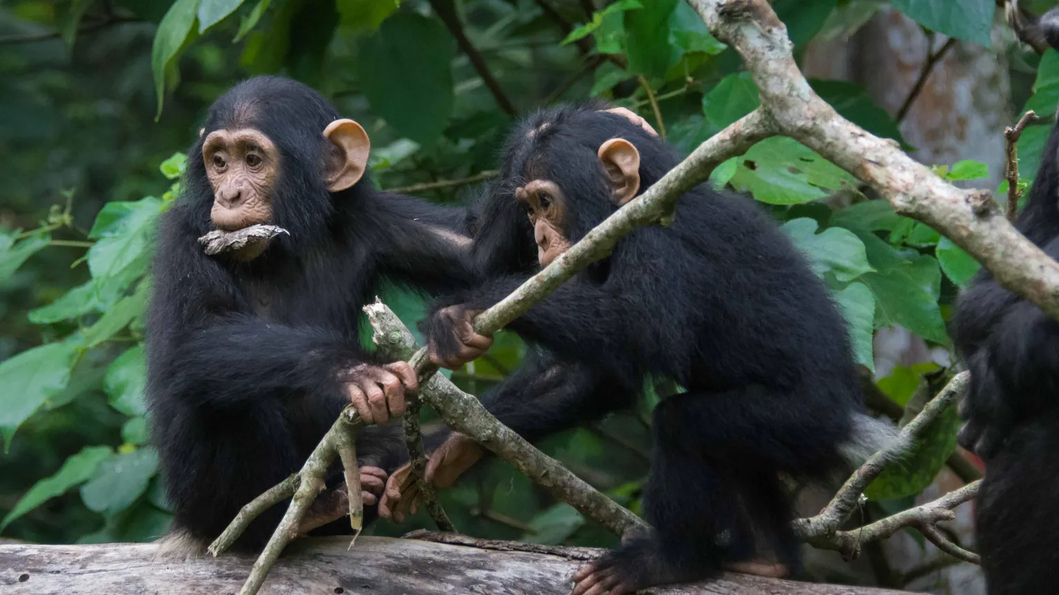 Chimps share humans' 'snappy' conversational style - MyJoyOnline